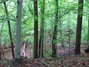 In the woods: tall trees, ground covered with leaves