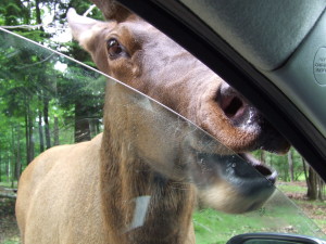 A large deer with his nose right up against a slightly-open car window.